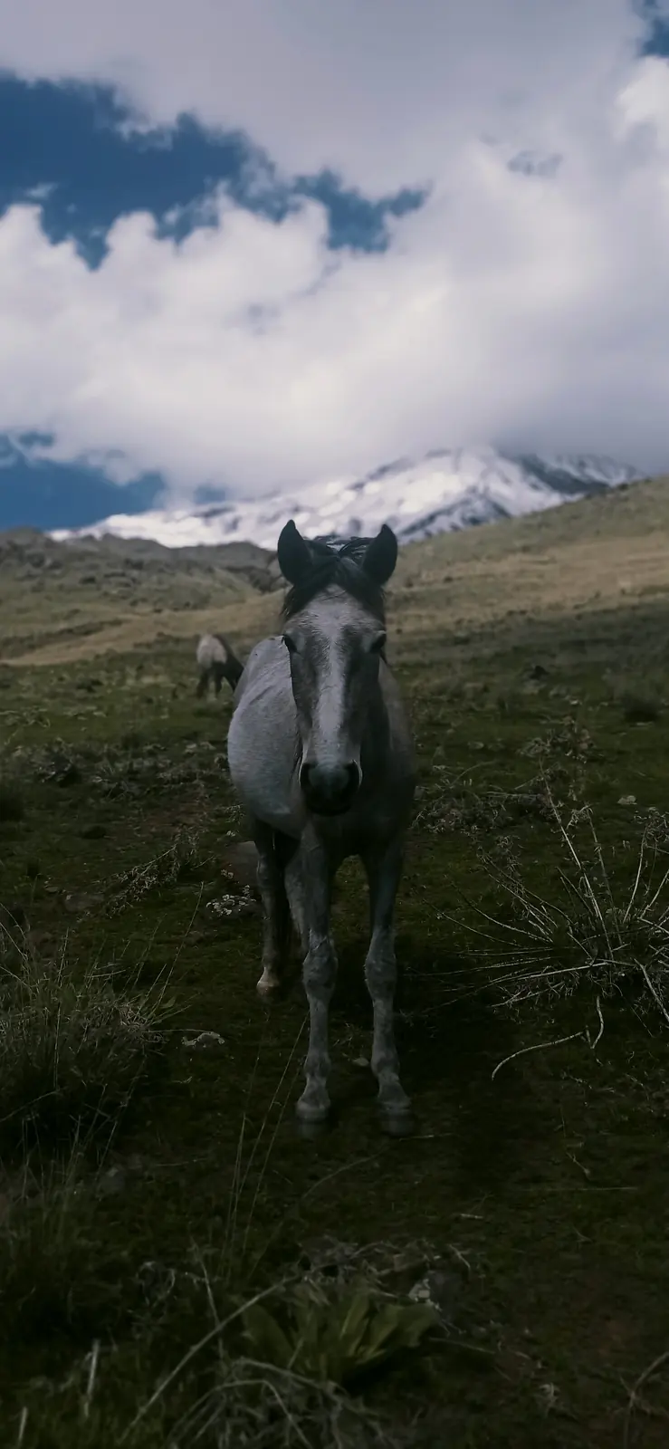 A grey horse standing on a grassy slope, the snowy top of Ararat in cloud behind