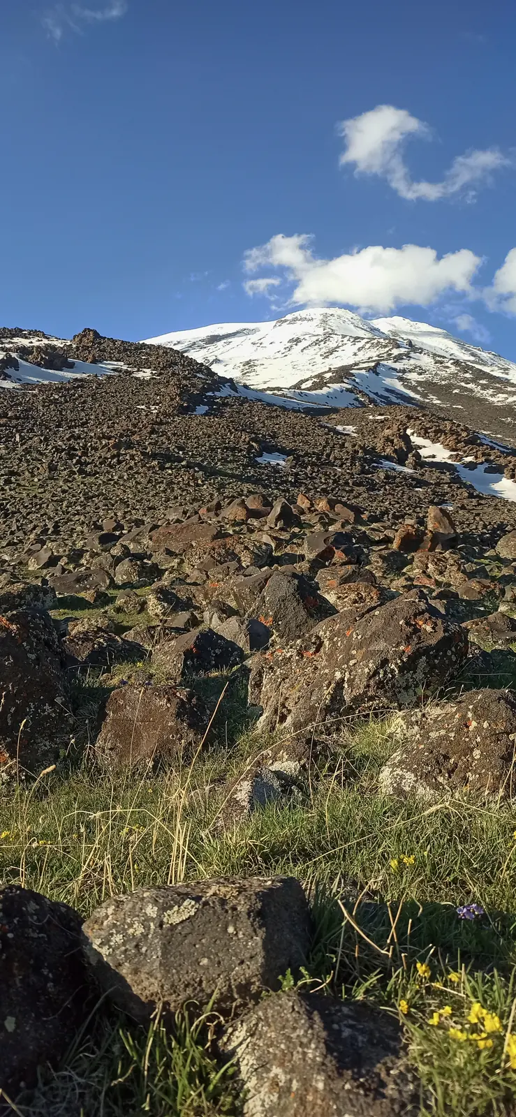 Yellow flowers among rocks on a slope, the snowy summit behind