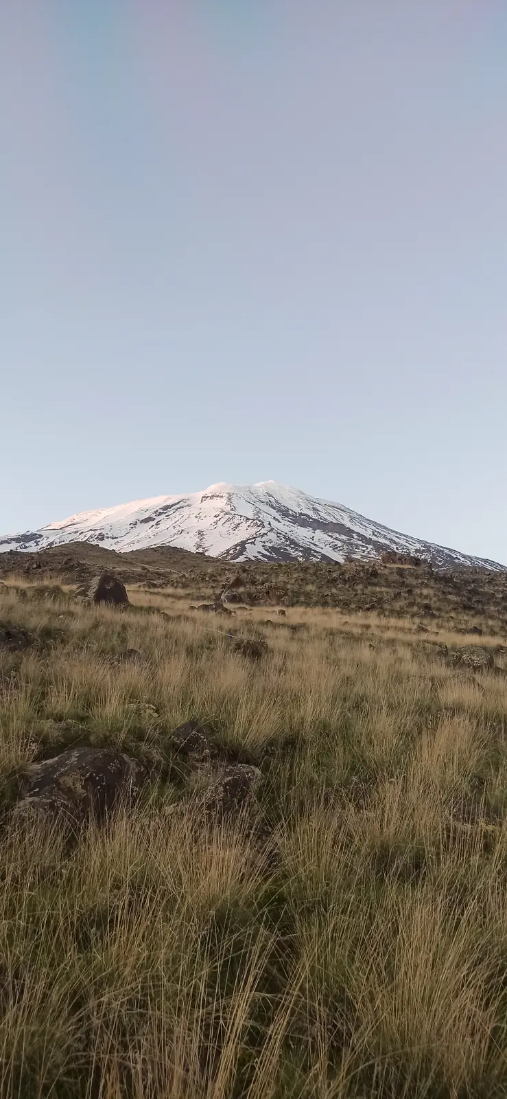 Ararat’s snowy cone above dry grassland in the evening light