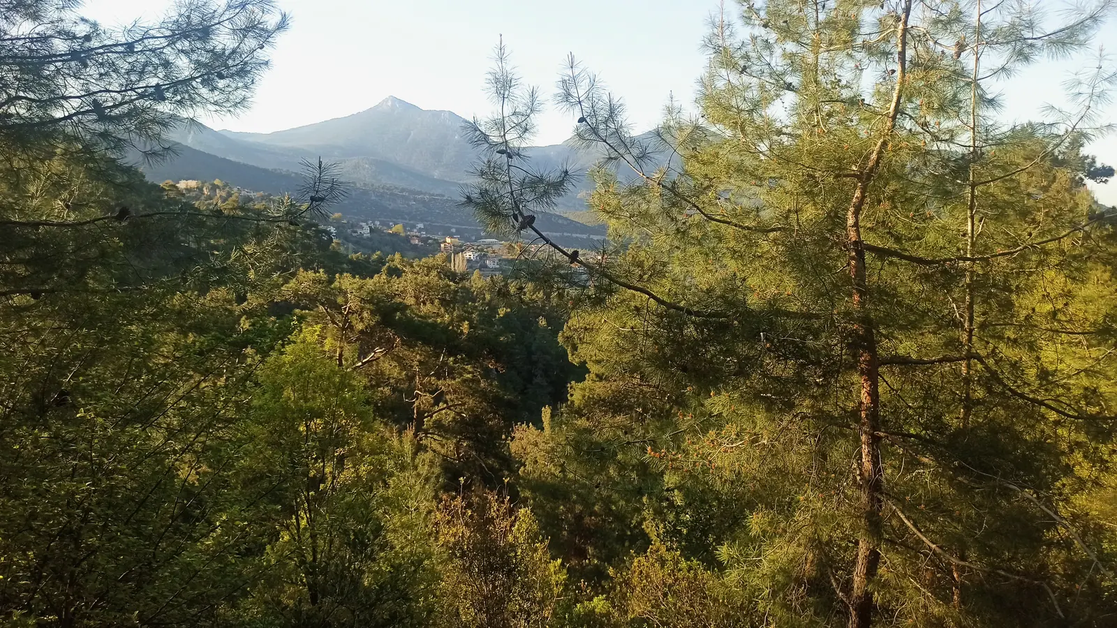 Pine forest in the foreground and a range of mountains in evening light