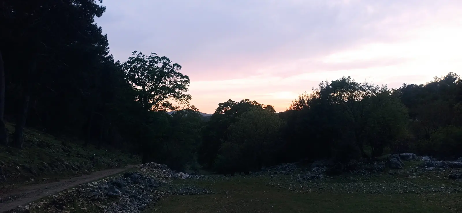 Dusk over a clearing at the edge of a dark forest