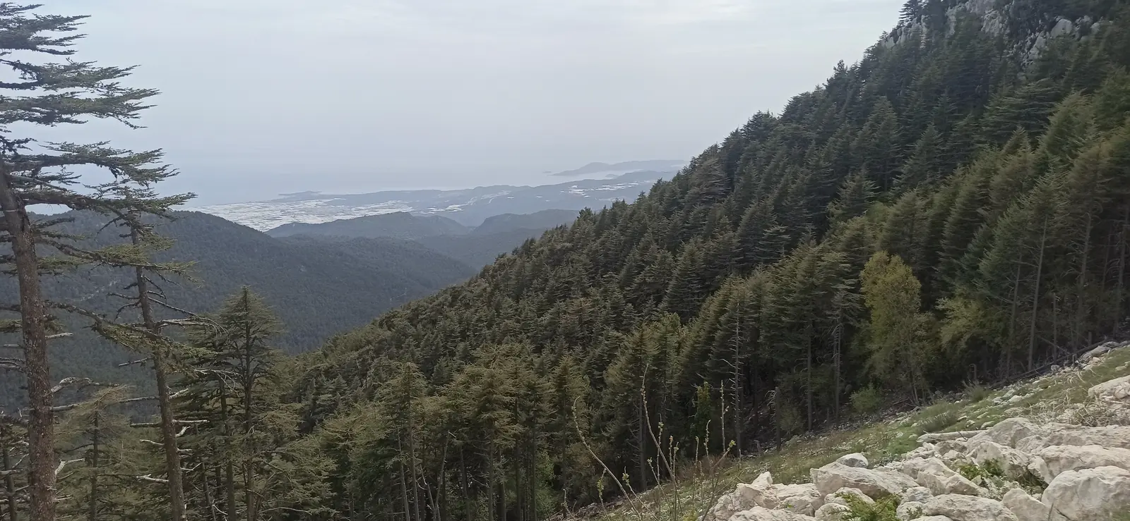 A steep forested mountainside falling away to a hazy valley