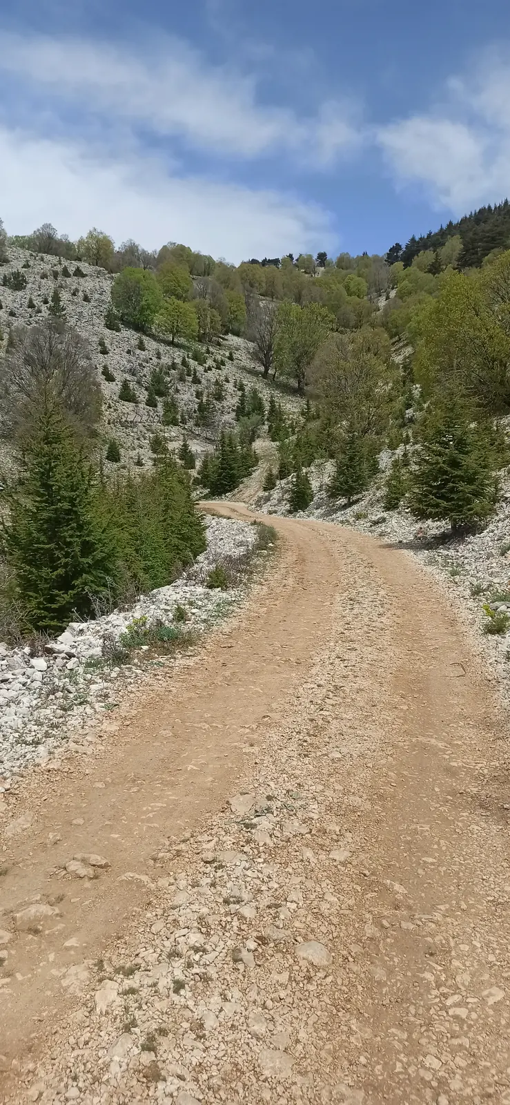A stony track climbing between pines and white rock
