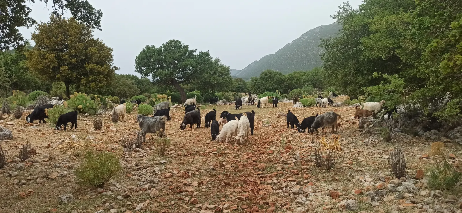 A herd of black and white goats grazing on red stony ground among trees