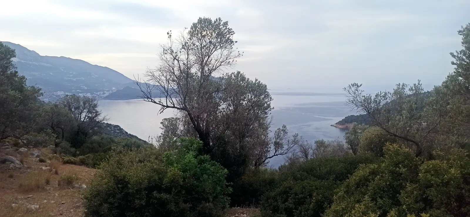 Morning view over scrub and an olive tree to a hazy bay