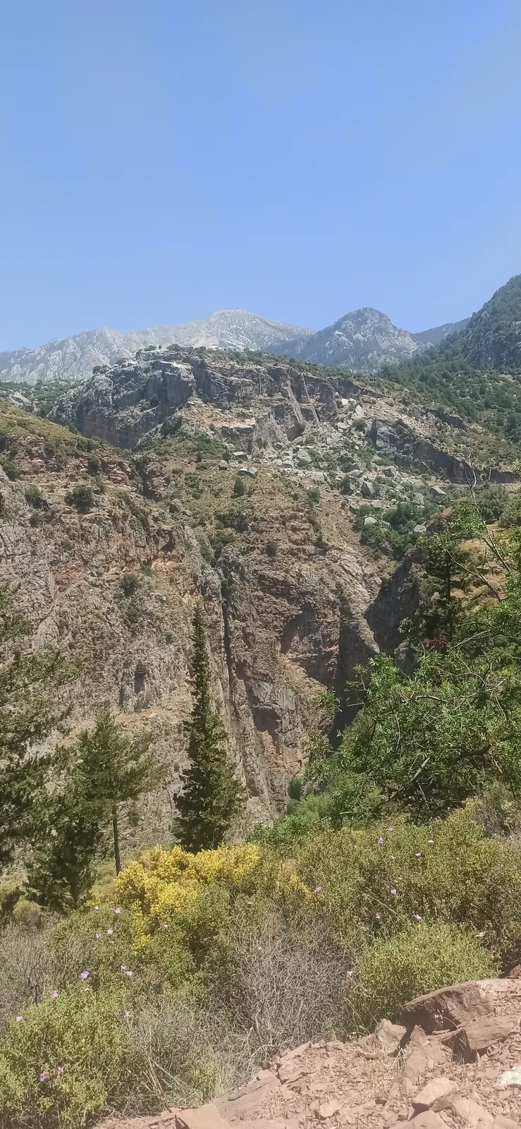 Steep cliffs and pines above a deep valley