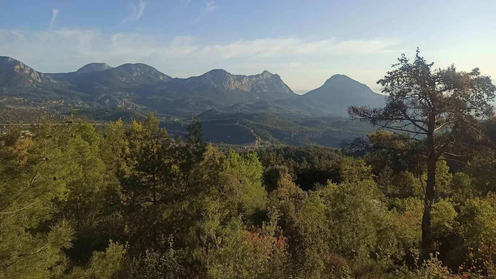 Morning light over a chain of mountains behind a pine tree