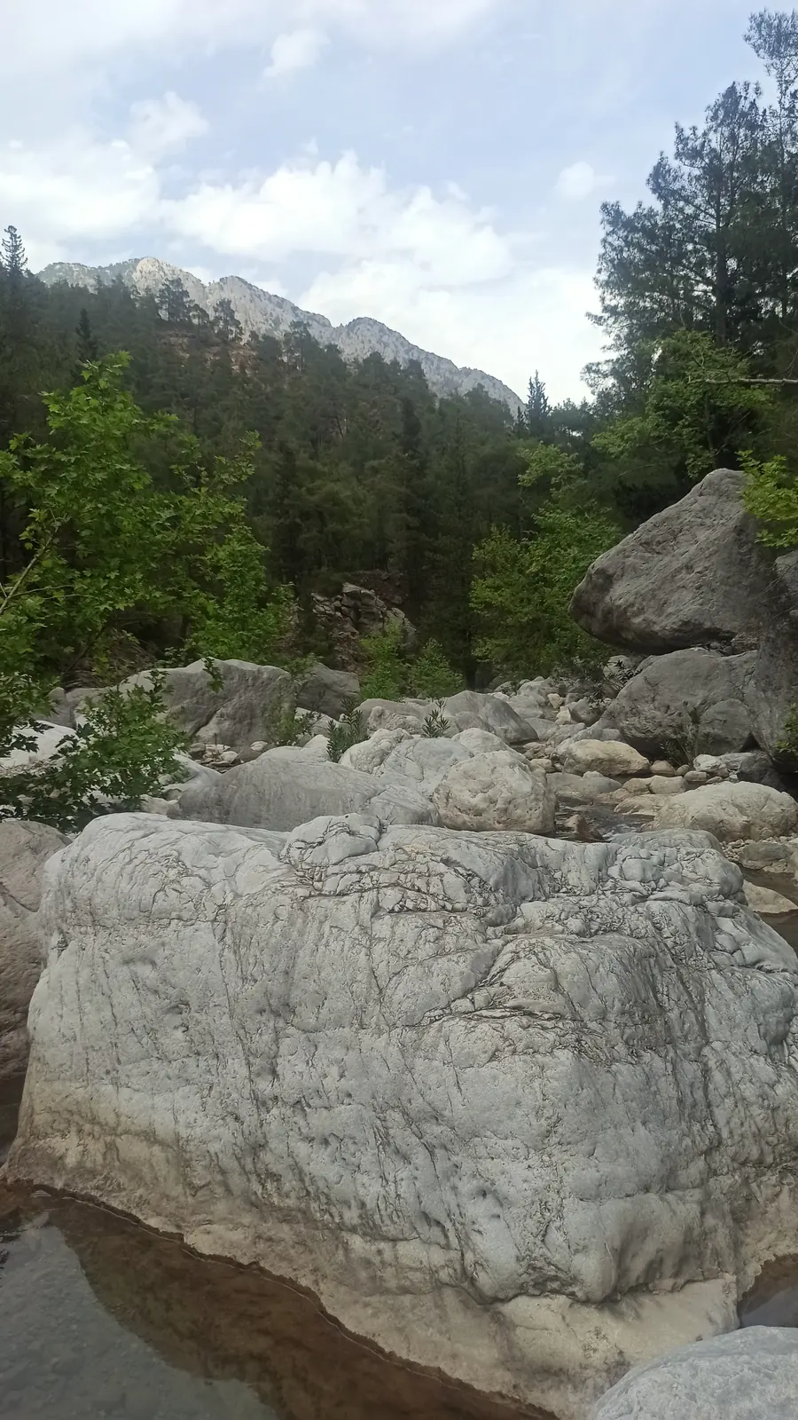 Smooth white boulders in a dry riverbed, with pine-covered mountains behind