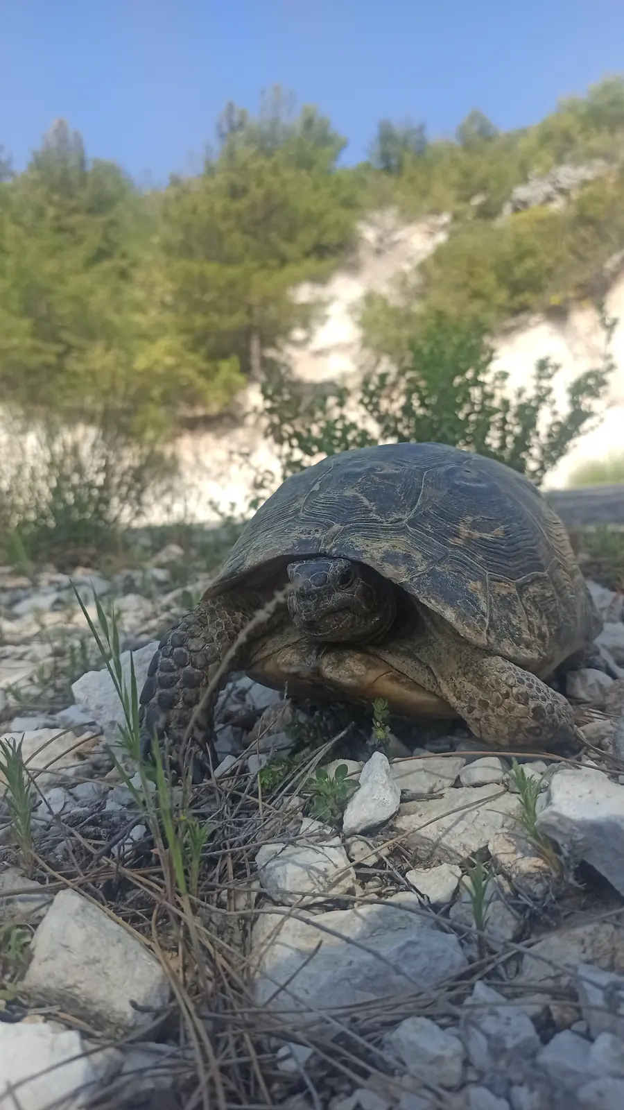A tortoise on white stones beside the path