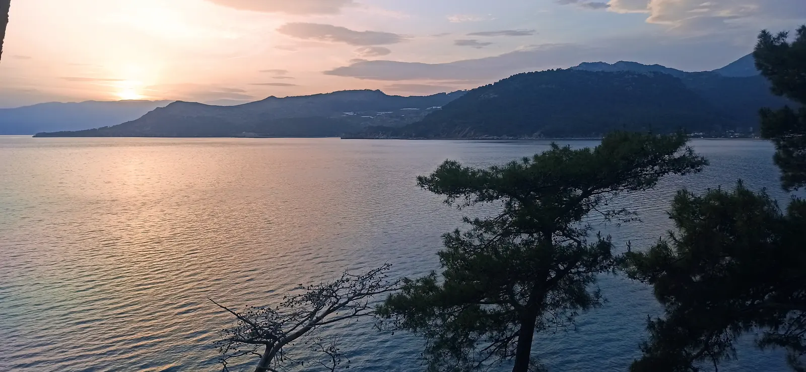 Sunset over a calm bay with dark wooded hills and a pine in the foreground