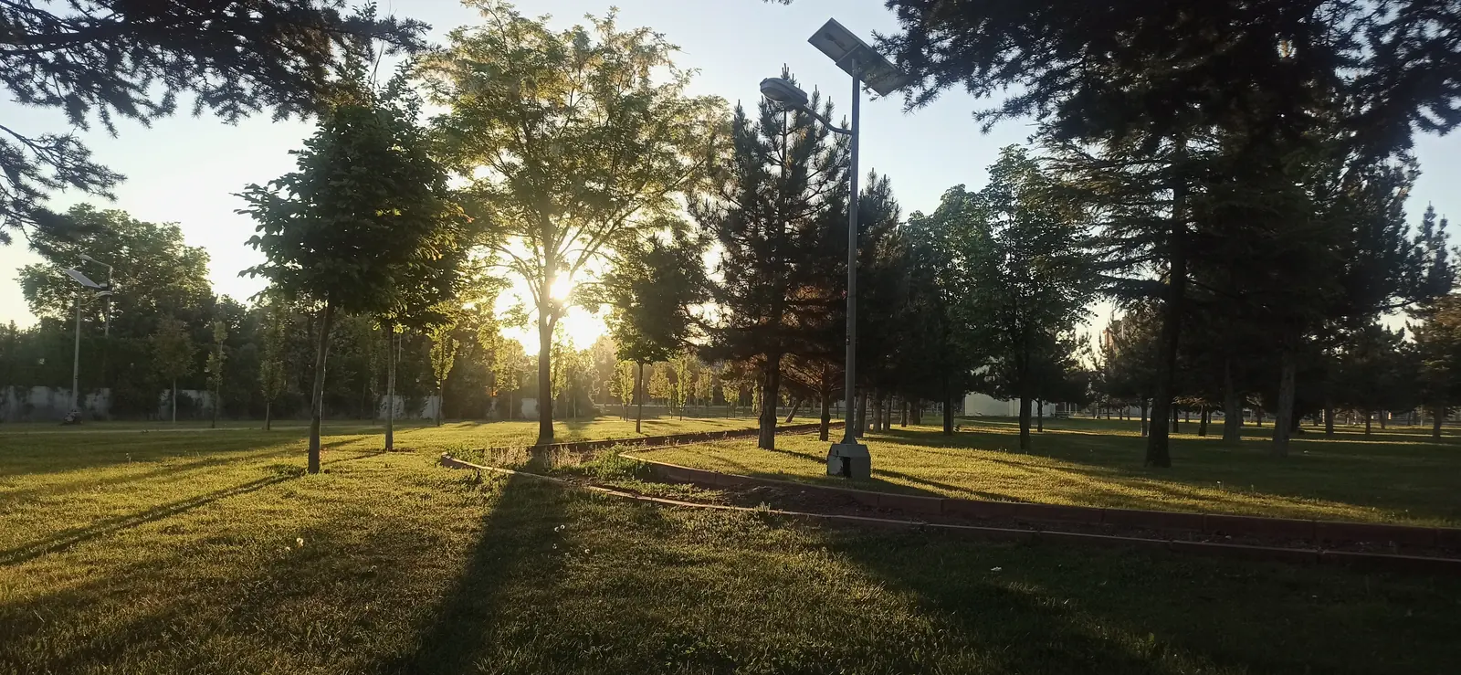 Long shadows of trees across a park lawn at sunrise