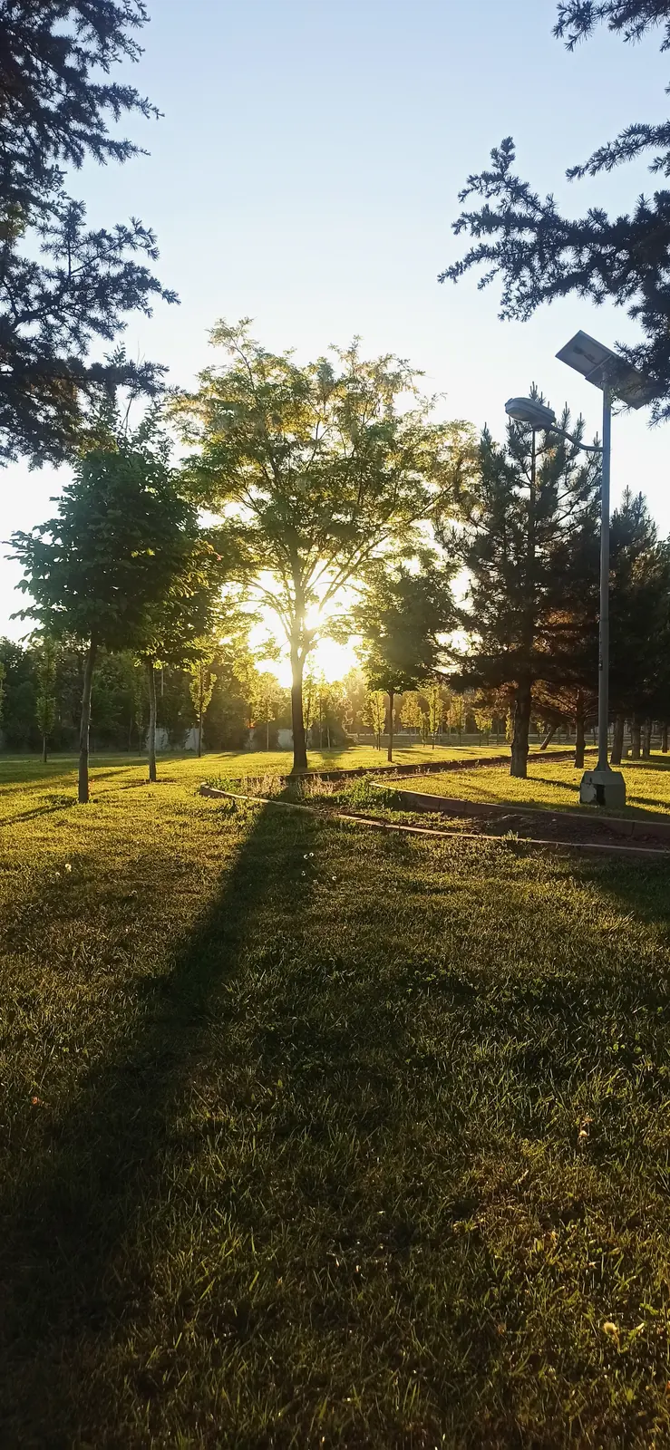 Low sun shining through trees onto a lawn in a park